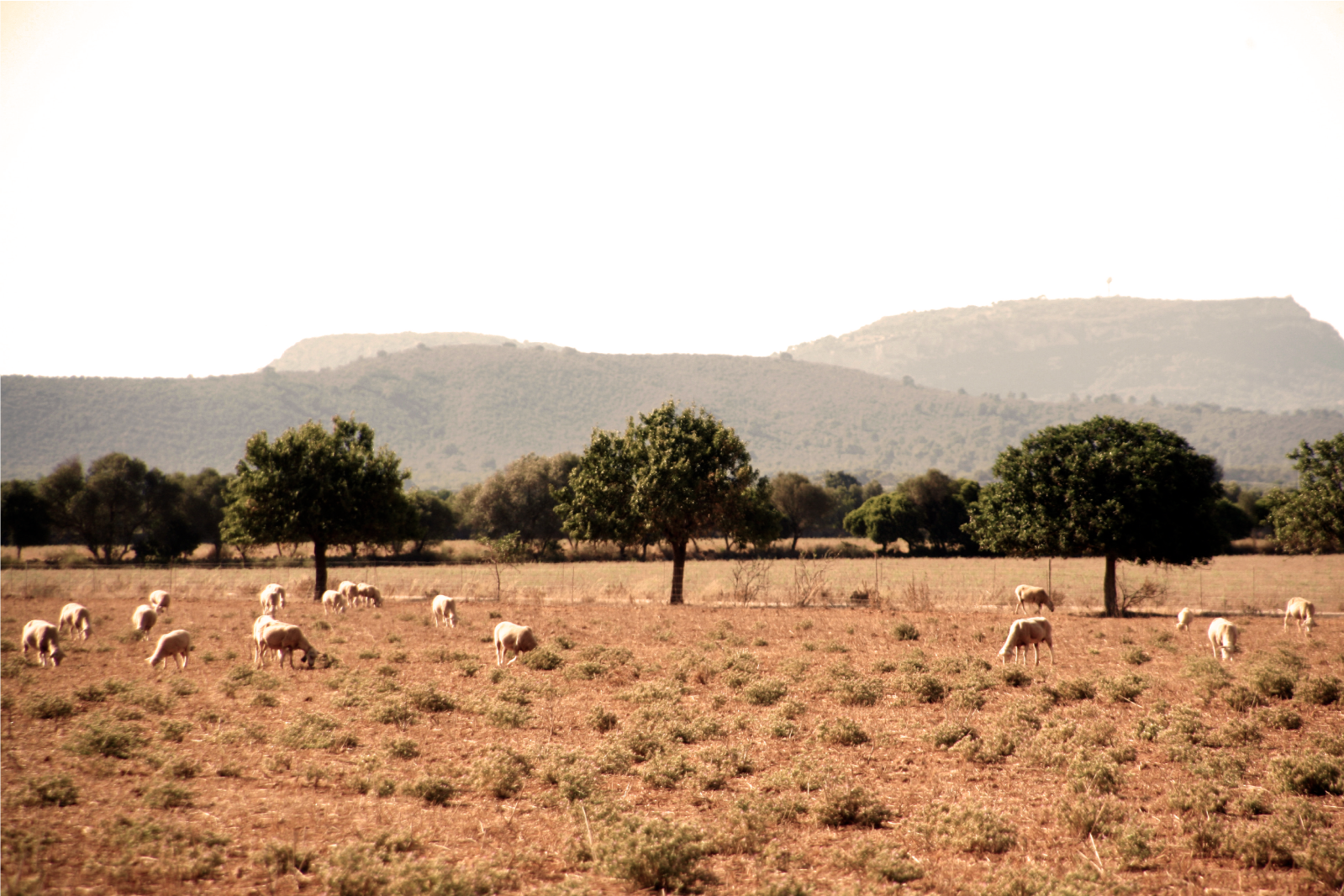 CAMPOS FORAVILA TURISME